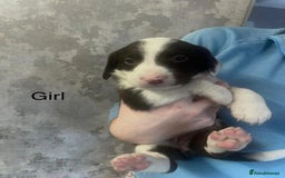 Mixed Breed dogs for sale: Shepard x spaniel puppies - Image 8