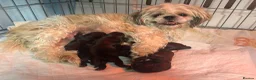 Shih Tzu dogs for sale: Imperial Shihtzu puppies, chocolate non fading  - Advert 12