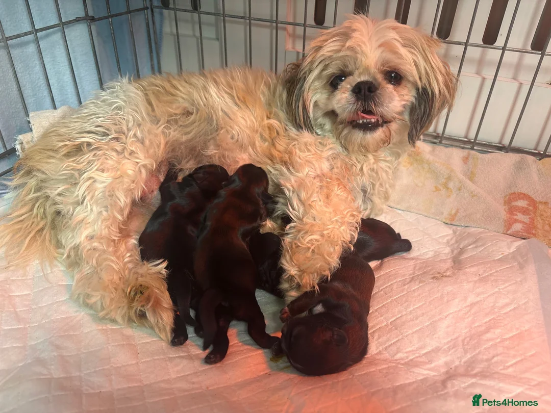 Shih Tzu dogs for sale: Imperial Shihtzu puppies, chocolate non fading  - Advert 12