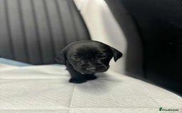 Labrador Retriever dogs for sale: Adorable KC registered fox red and black labs  - Image 8