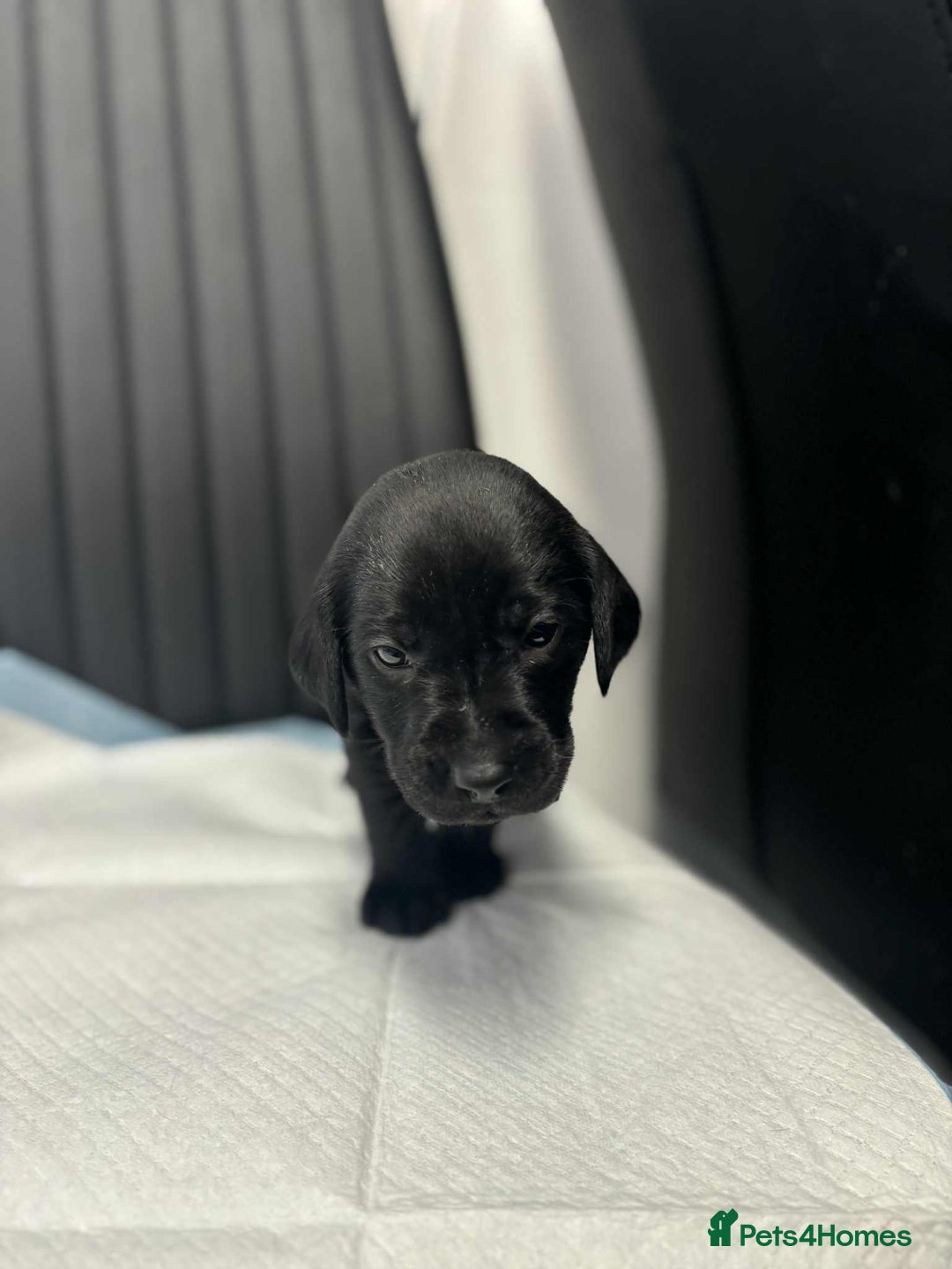 Labrador Retriever dogs for sale: Adorable KC registered fox red and black labs  - Image 8
