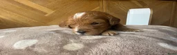 Cavapoo dogs for sale: Beautiful apricot cavapoos PRICE REDUCED £1900 - Advert 17