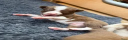 Border Collie dogs for sale: Red & white tri Merle border collie puppies puppy - Advert 19