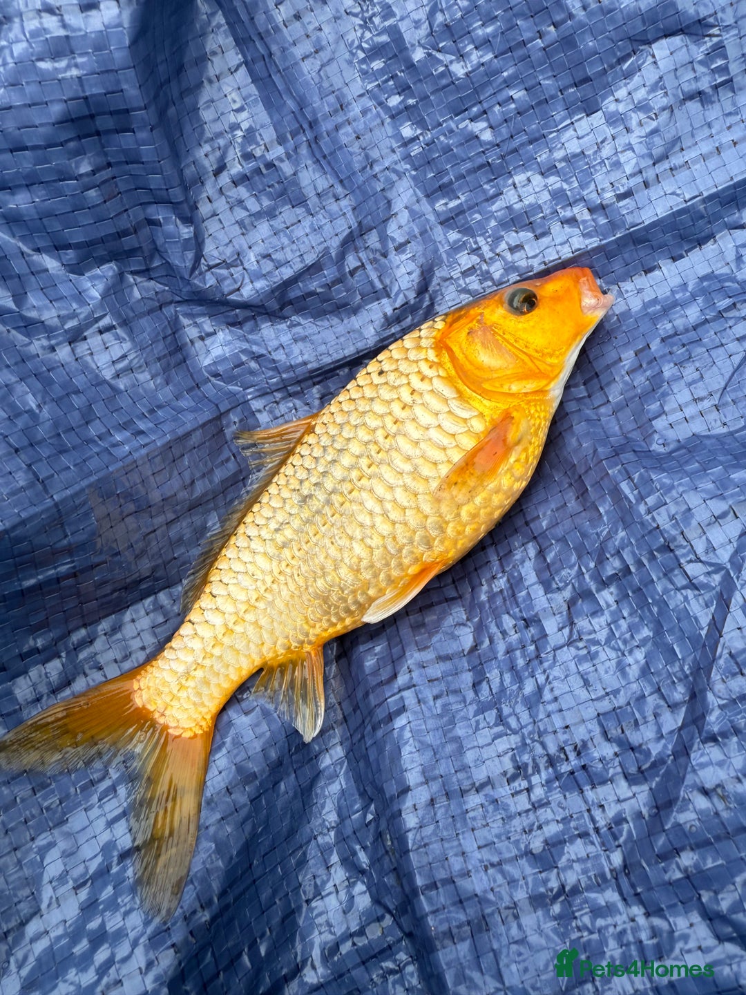 Koi Carp fish for sale: Koi/Carp/Goldfish available  - Image 5