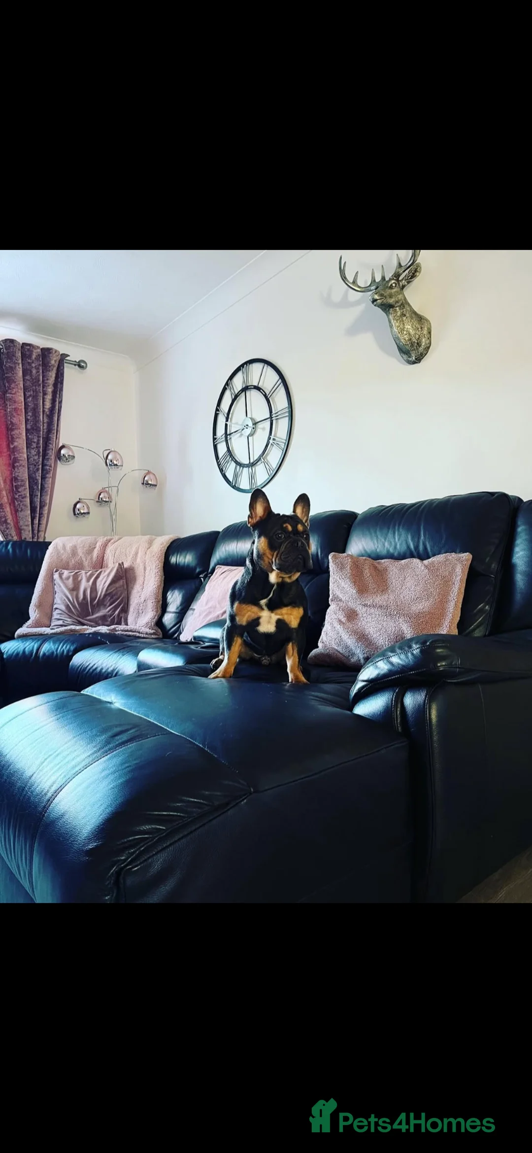 French Bulldog dogs for sale: French Bulldog, only 1 girl left - Advert 15