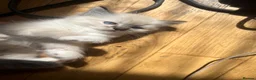 Ragdoll cats for sale: Stunning ragdoll kittens - Advert 14
