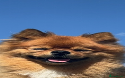 Pomeranian dogs for stud: Beautiful Pom for stud  - Advert 7