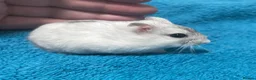 Hamster rodents for sale: Baby Winter White Russian hamsters from show stock - Advert 37