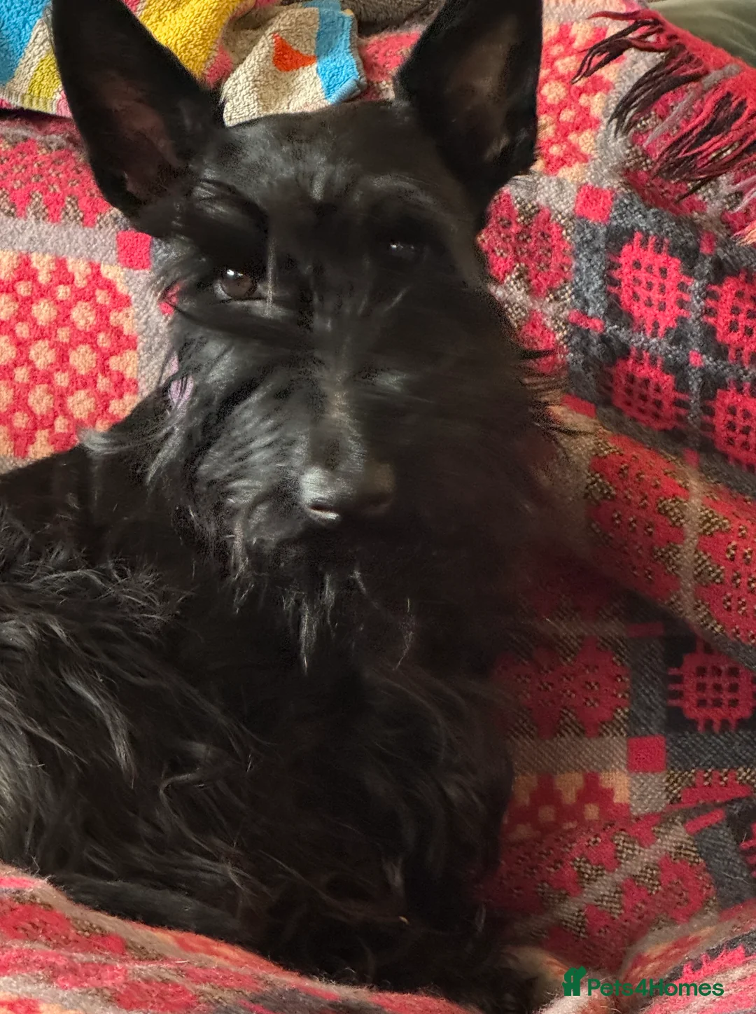 Scottish Terrier dogs for sale: KC reg Scottish Terrier Puppies  - Advert 7