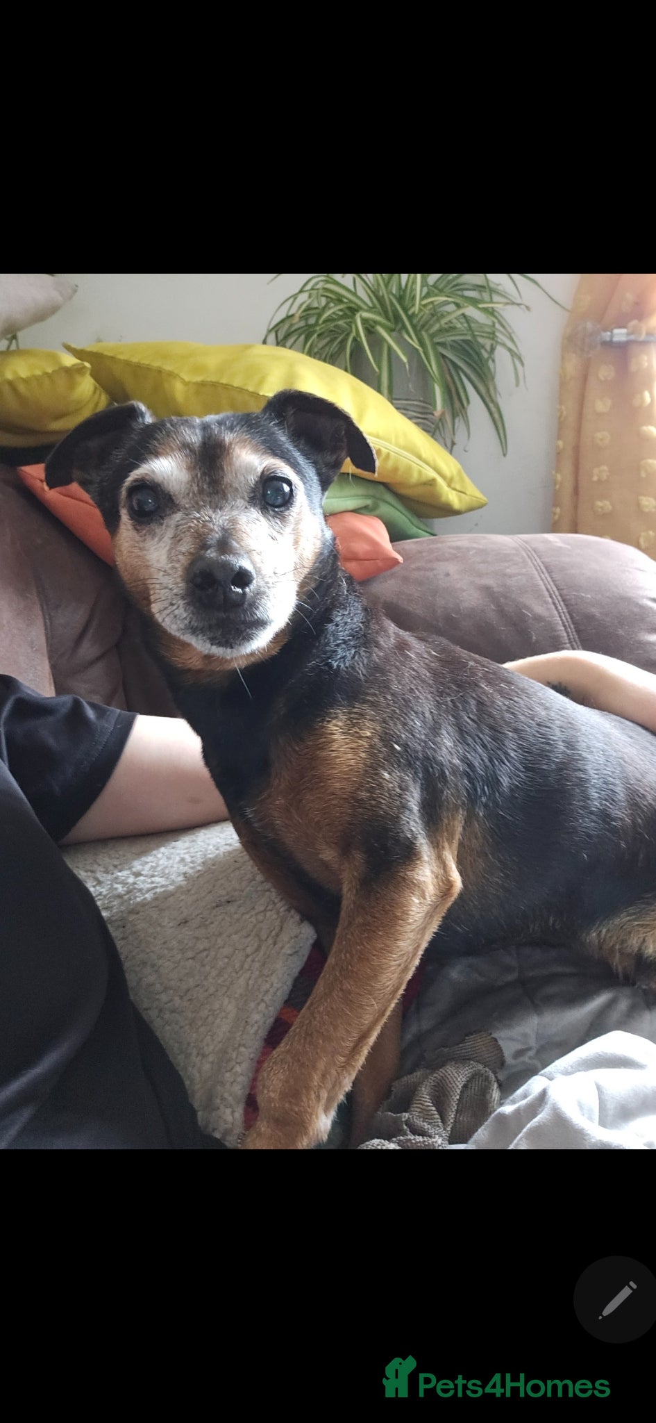 Jack Russell dogs Mr. Colin  - Advert 1