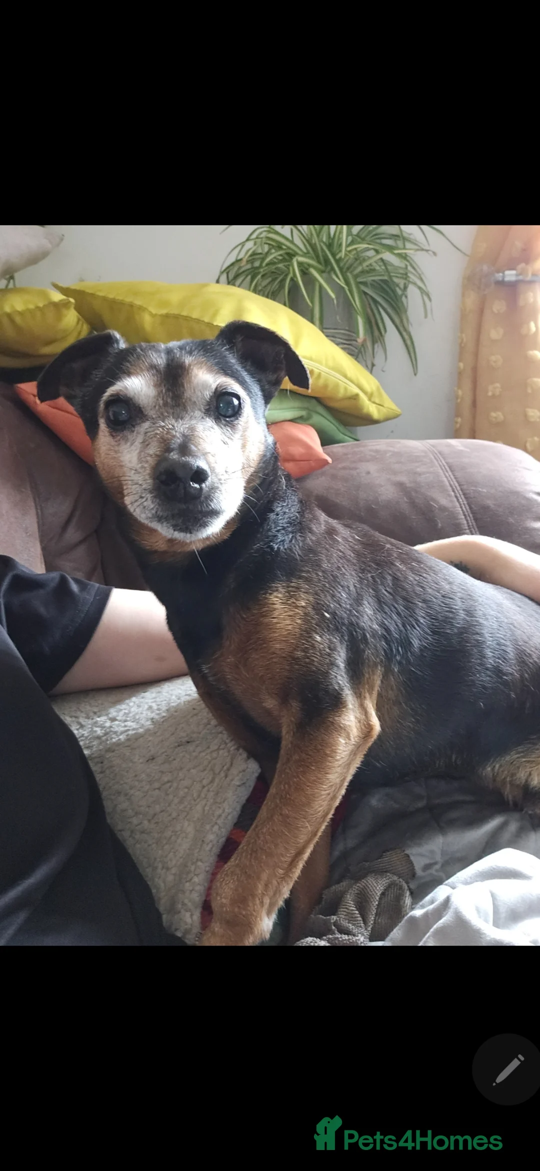 Jack Russell dogs for sale: Mr. Colin  - Advert 1