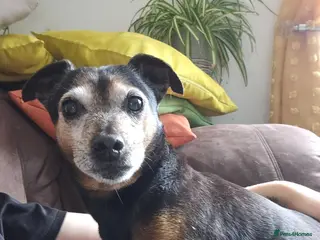 Jack Russell dogs Mr. Colin - Advert 7