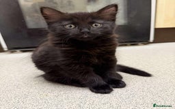 British Longhair cats for sale: 2 Black kittens  - Image 4