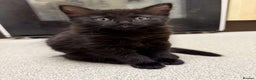 British Longhair cats for sale: 2 Black kittens  - Advert 4