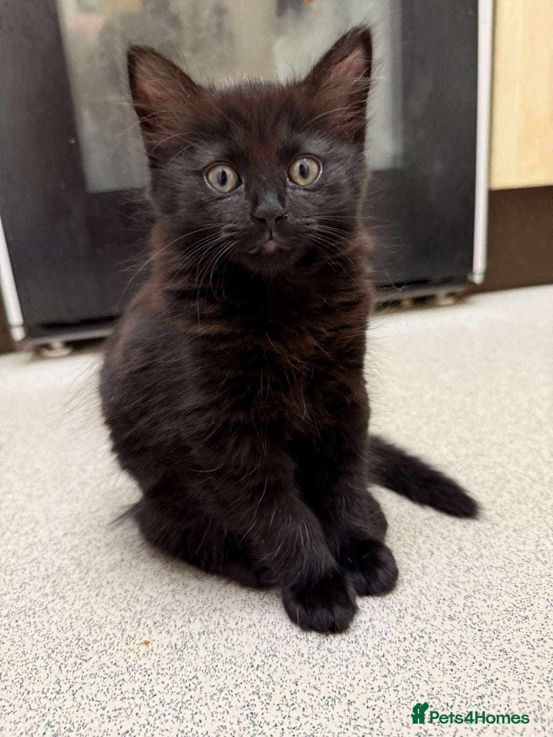 British Longhair cats for sale: 2 Black kittens  - Image 4