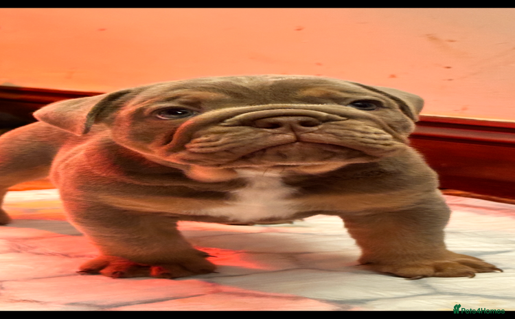 English Bulldog dogs - Advert 3