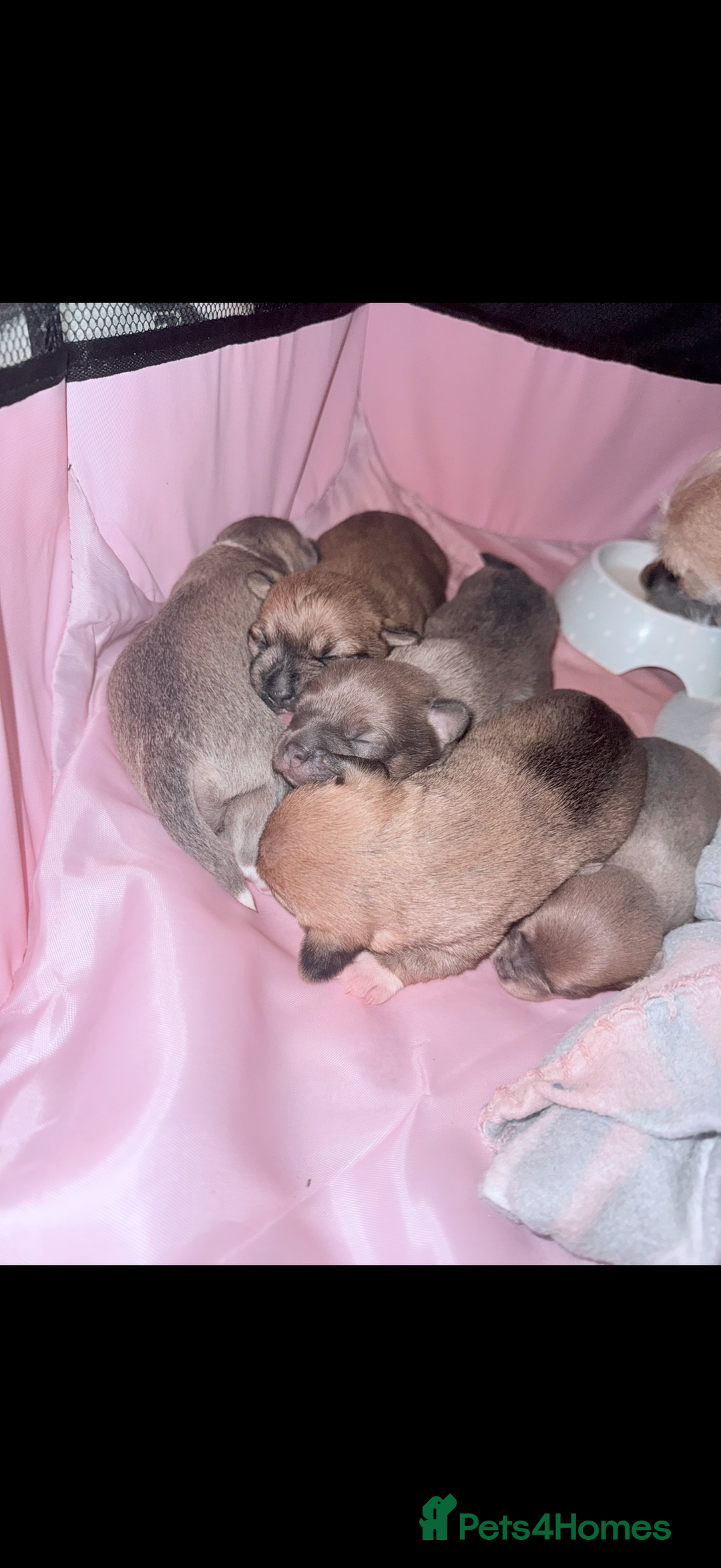 Mixed Breed dogs for sale: Beautiful hybrid Chihuahua puppy’s.  - Advert 5