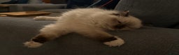 Ragdoll cats for sale: Stunning GCCF/TICA Purebred Reg Ragdoll Kittens - Advert 10