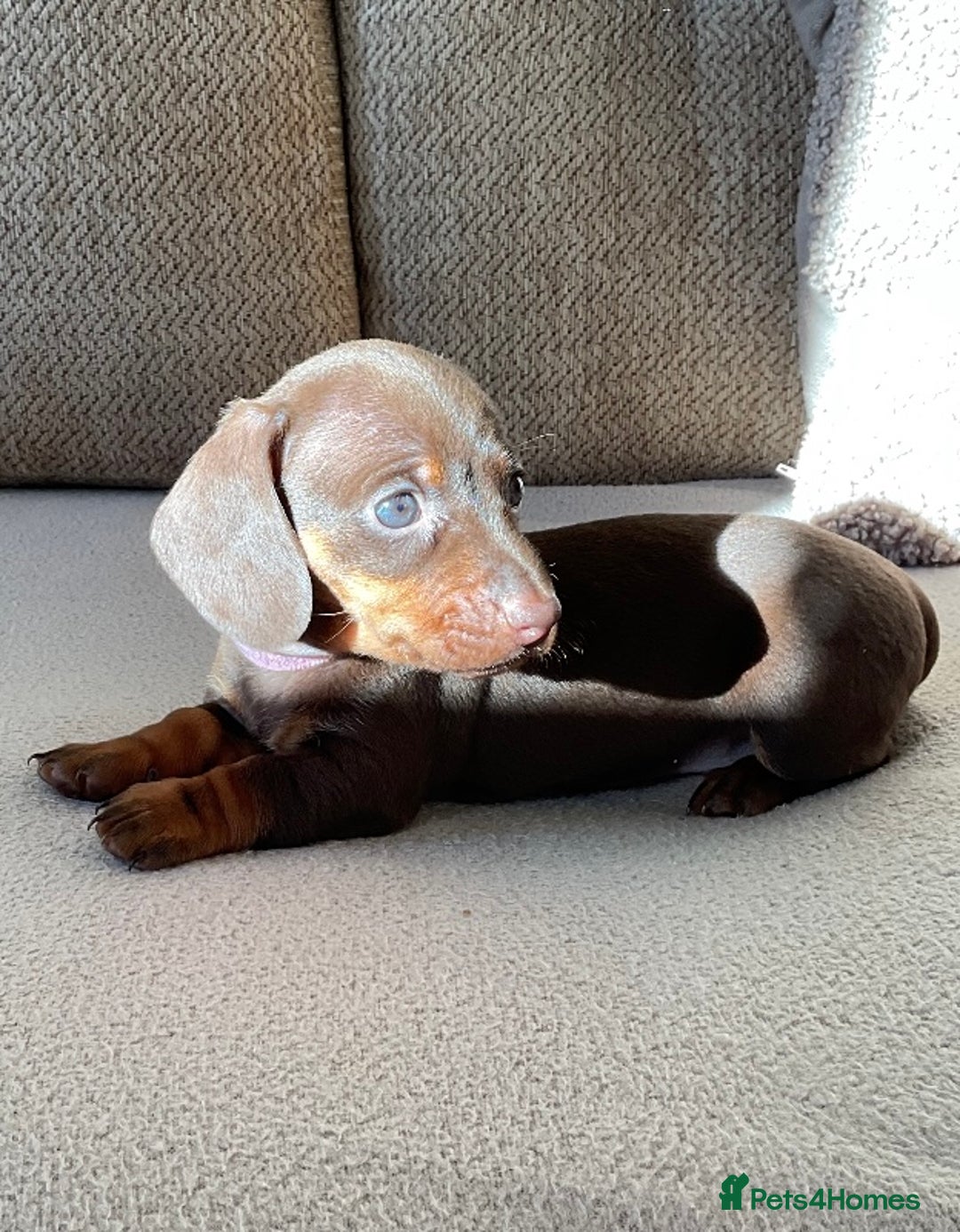 Miniature Dachshund dogs for sale: Miniature dachshunds  - Image 7