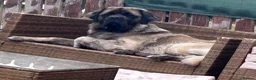 Mastiff dogs for stud: Introducing 🐾HECTOR🐾 FOR STUD ONLY  - Advert 6