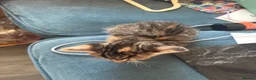 Mixed Breed cats for sale: Kittens available from 10/11/26 in Hinckley - Advert 11