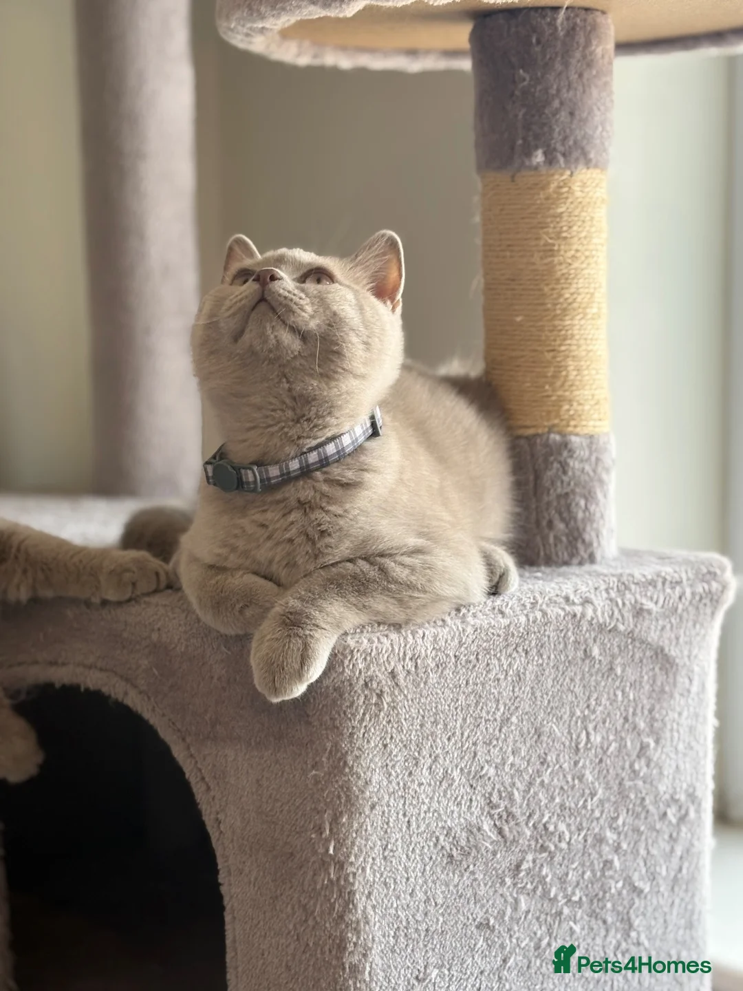 British Shorthair cats for sale: Beautiful British Shorthair Kittens Availbale ❤️❤️ - Advert 12