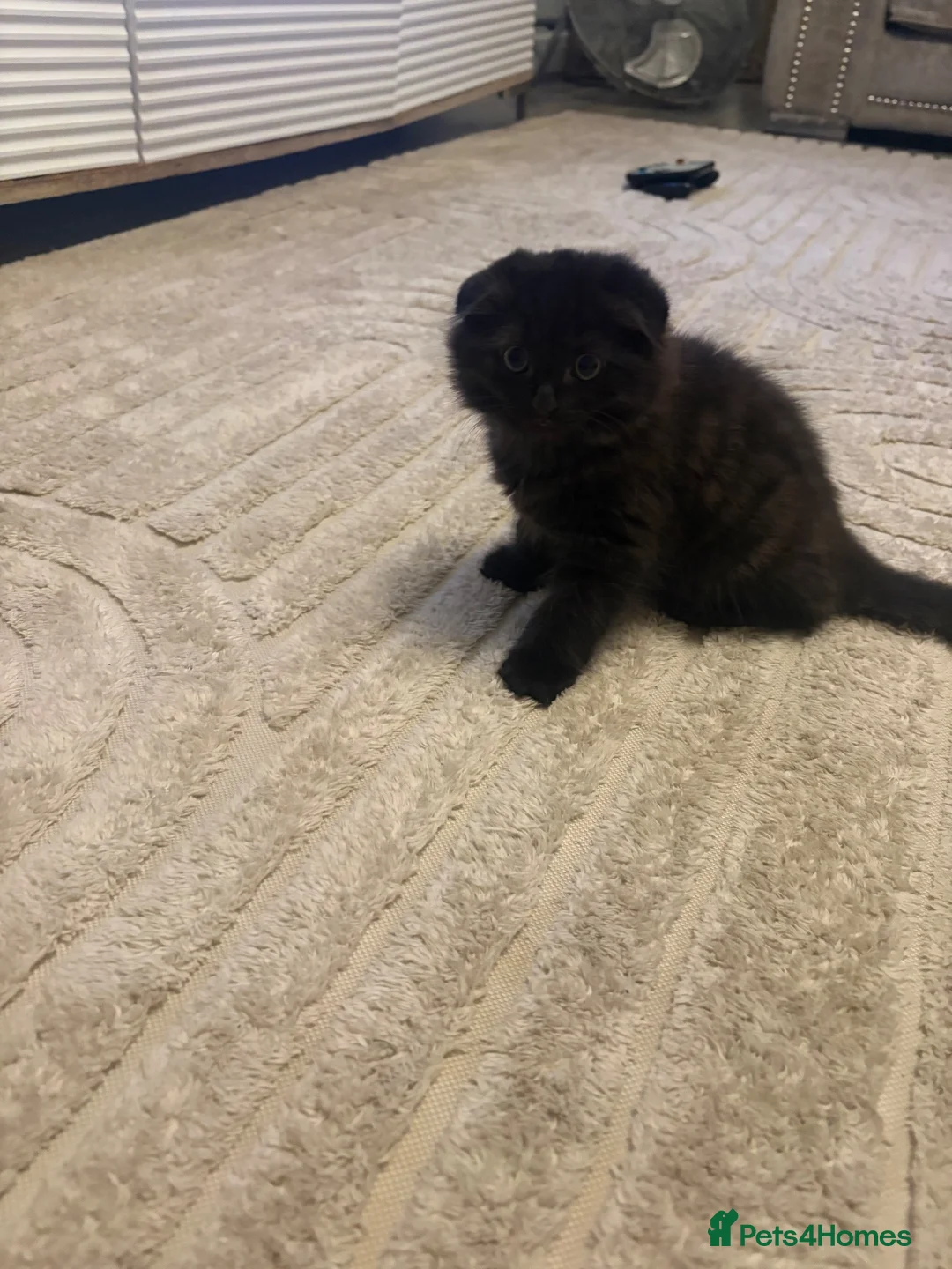 Scottish Fold cats for sale: Fluffy Scottish Fold kitten  - Advert 2