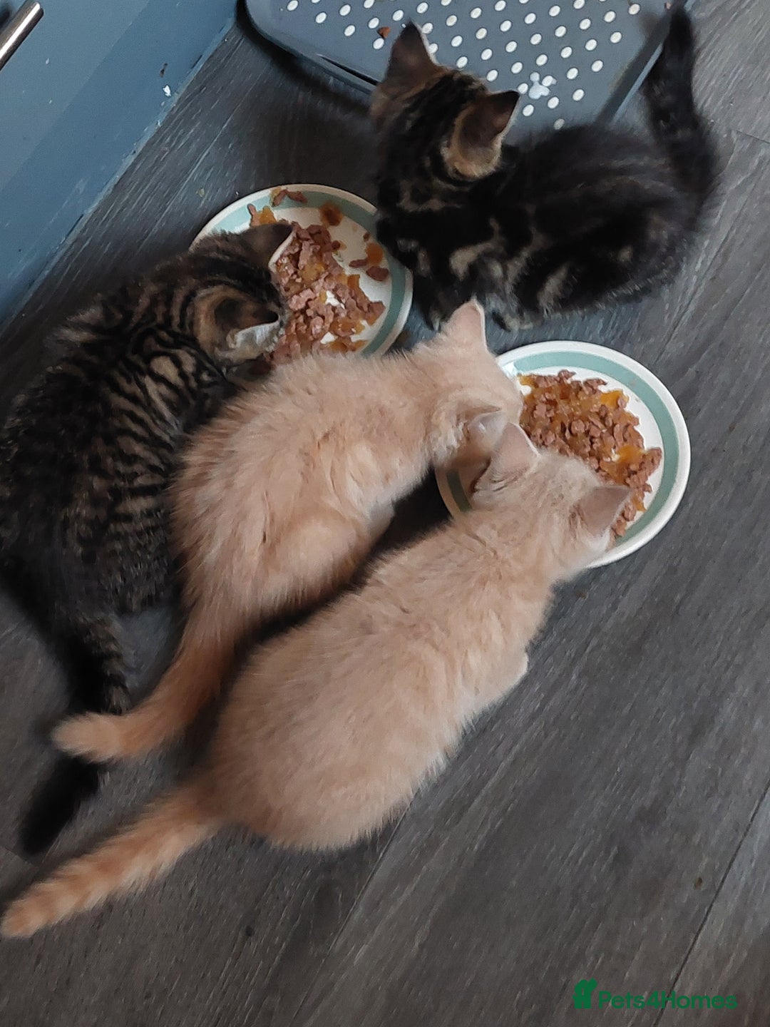 Persian cats for sale: PERSIAN MIX KITTENS 9 weeks old ready to leave.  - Image 13