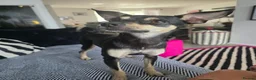 Mixed Breed dogs for sale: Rehome my little girl  - Advert 3