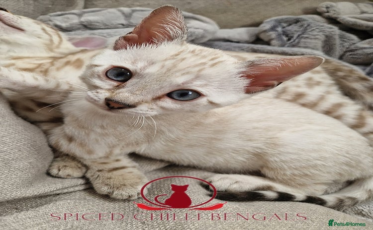 Bengal cats - Advert 2
