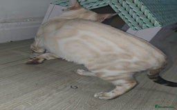 Bengal cats for sale: 🪽 Waiting List Open Snow Bengals 🐆🪽 - Image 11