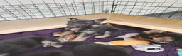 Shepsky dogs for sale: German Shepherd pups - Advert 4