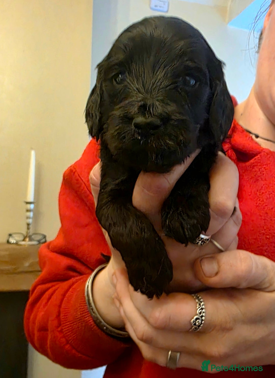 Cockapoo dogs for sale: Gorgeous Cockerpoo Puppies  - Image 7