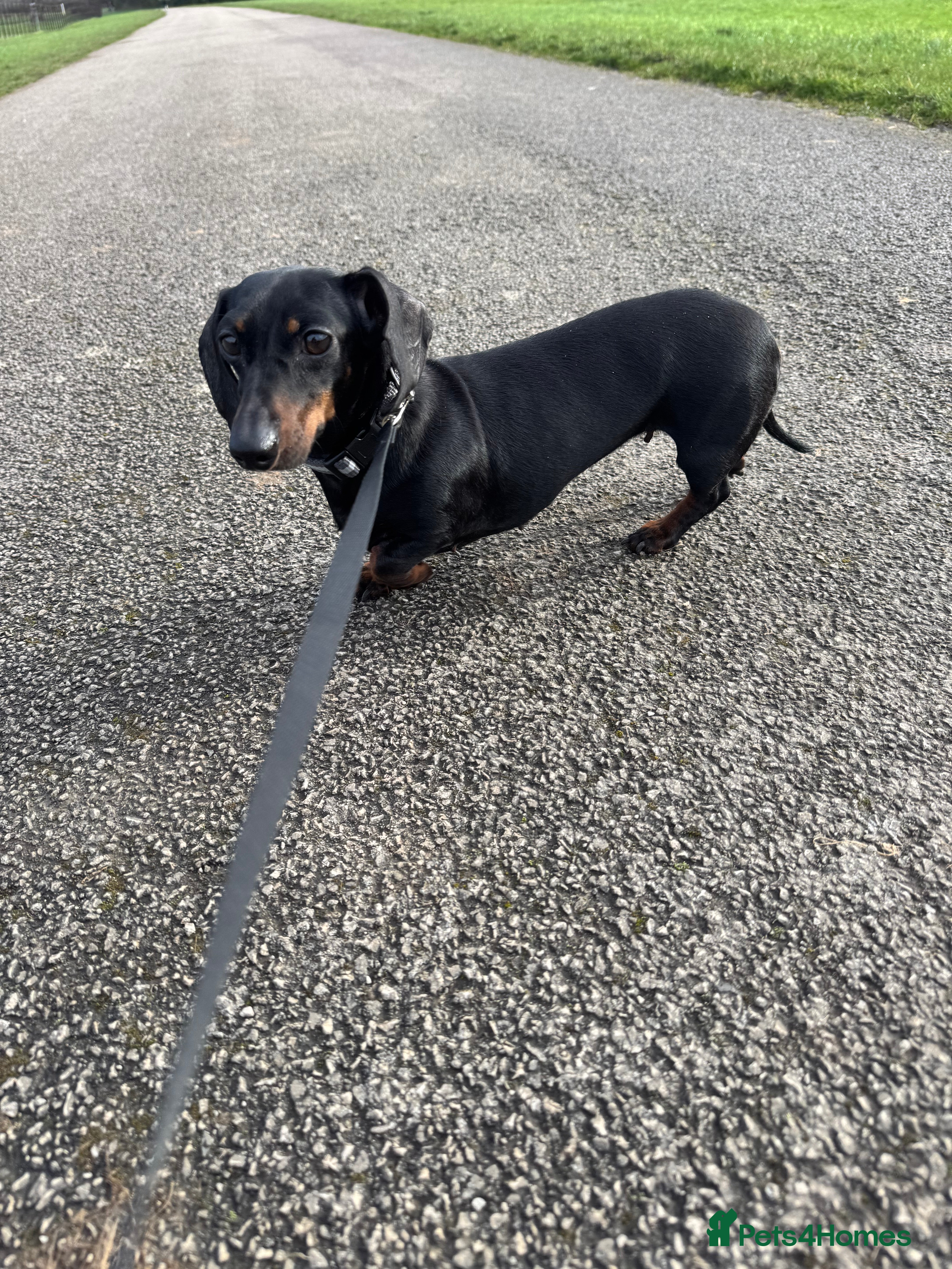Dachshund dogs Bella. Black and Tan Dachshund to be rehomed in Liverpool - Advert 1