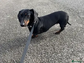Dachshund dogs Bella. Black and Tan Dachshund to be rehomed in Liverpool - Advert 1
