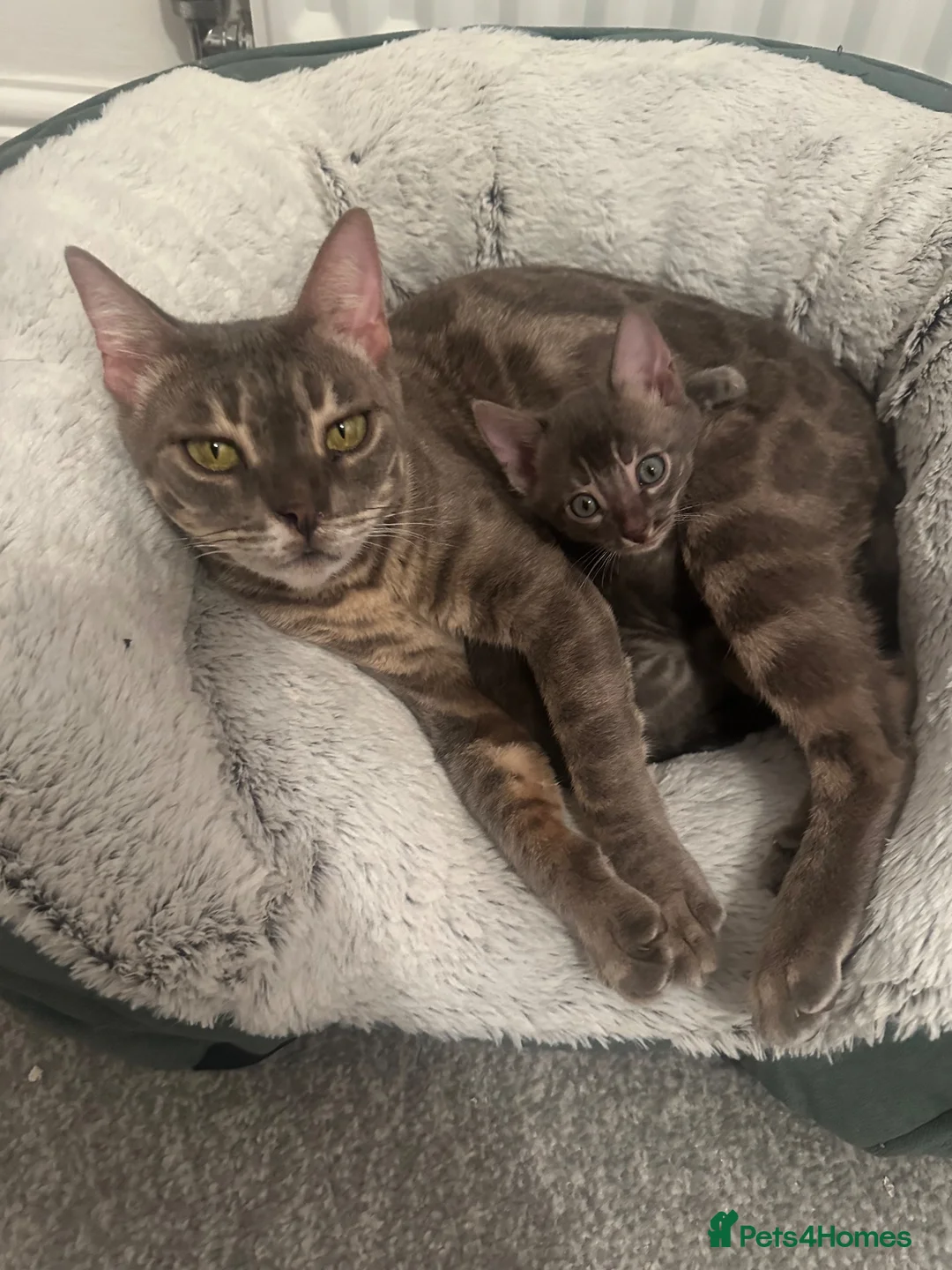Bengal cats for sale: Retired breeding females - Advert 1