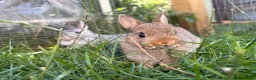 Netherland Dwarf rabbits for sale: Pure netherland dwarf  - Advert 3
