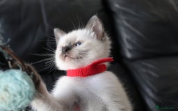 Ragamese cats for sale: Ragamese ragdoll siamese vaccinated, microchipped - Image 11