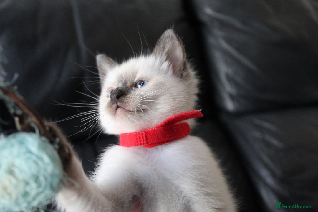 Ragamese cats for sale: Ragamese ragdoll siamese vaccinated, microchipped - Image 11