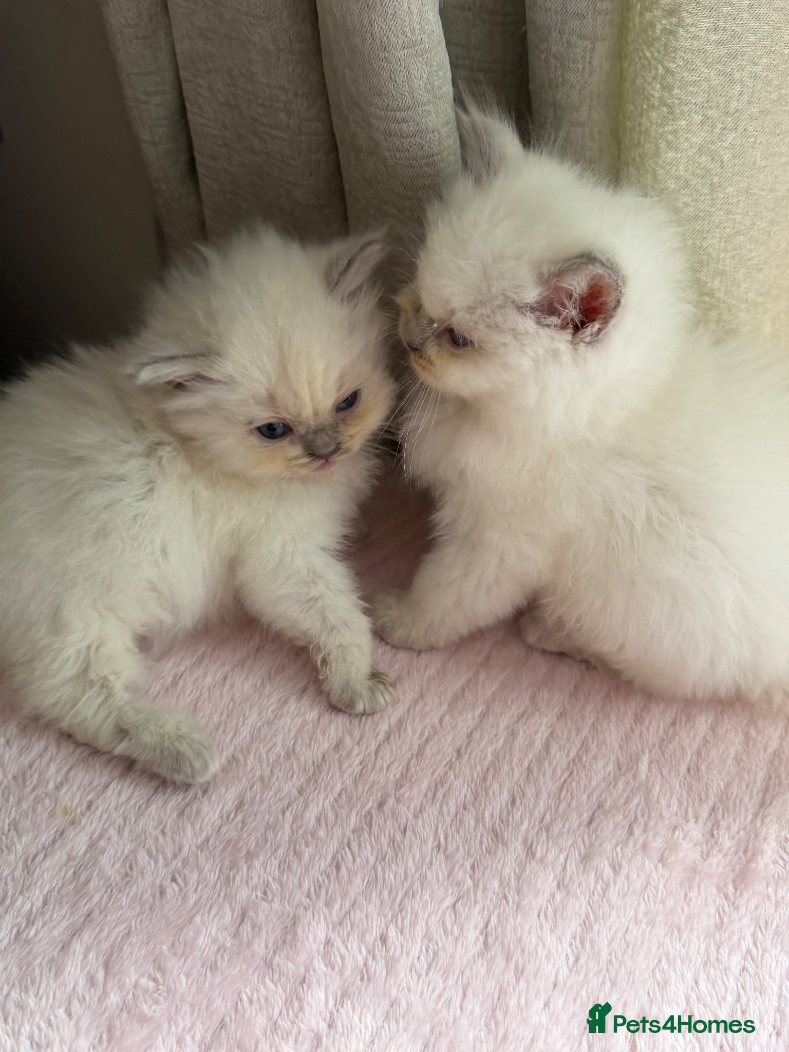 Ragdoll cats Mink/Sepia TICA Cherubim’s  - Advert 2