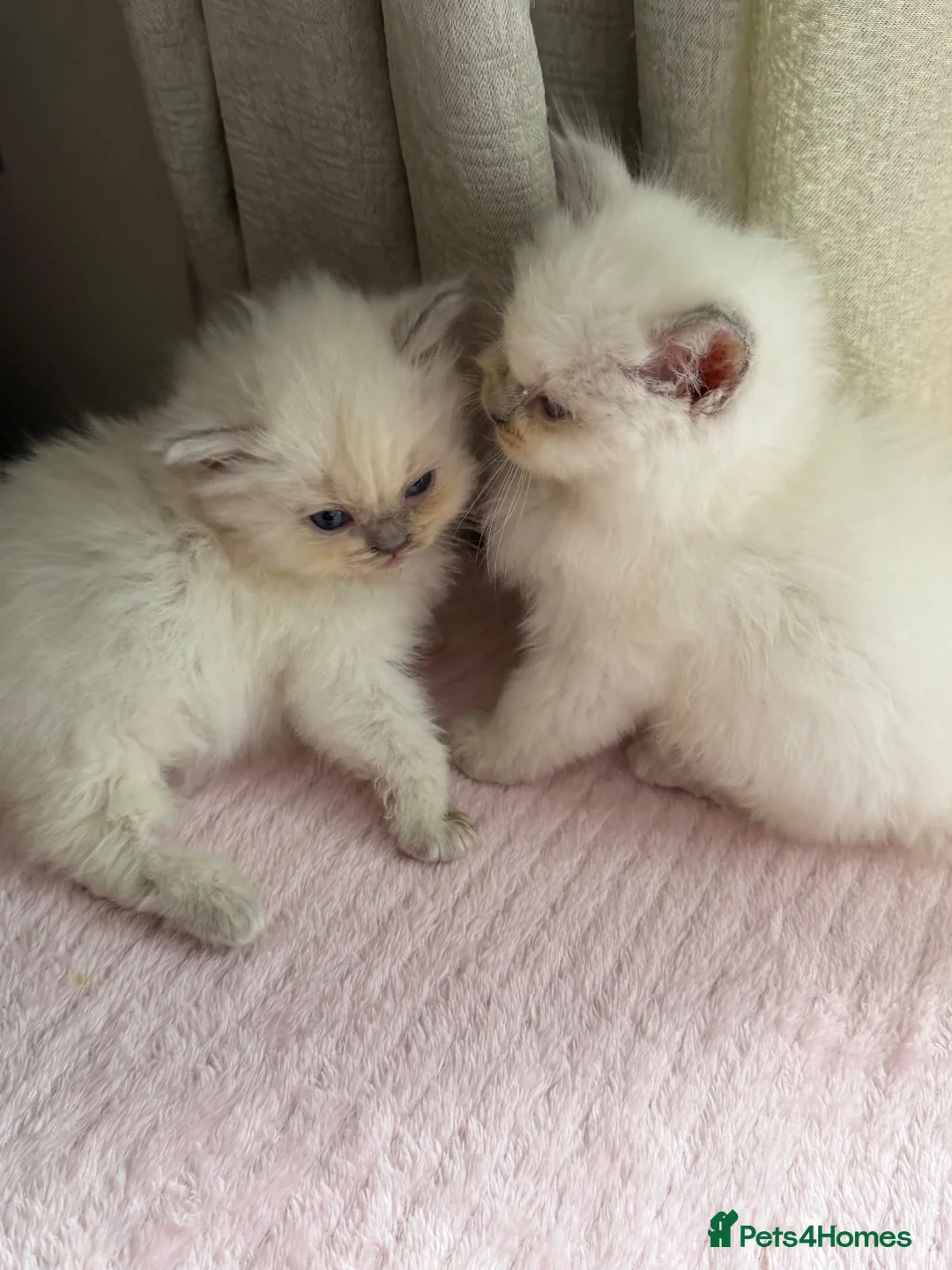 Ragdoll cats for sale: Full TICA Reg Ragdolls - Advert 2