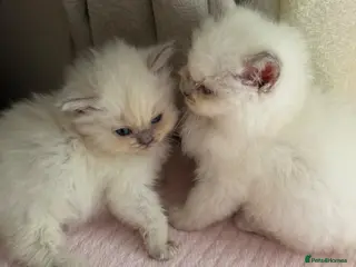 Ragdoll cats Mink/Sepia TICA Cherubim’s - Advert 2