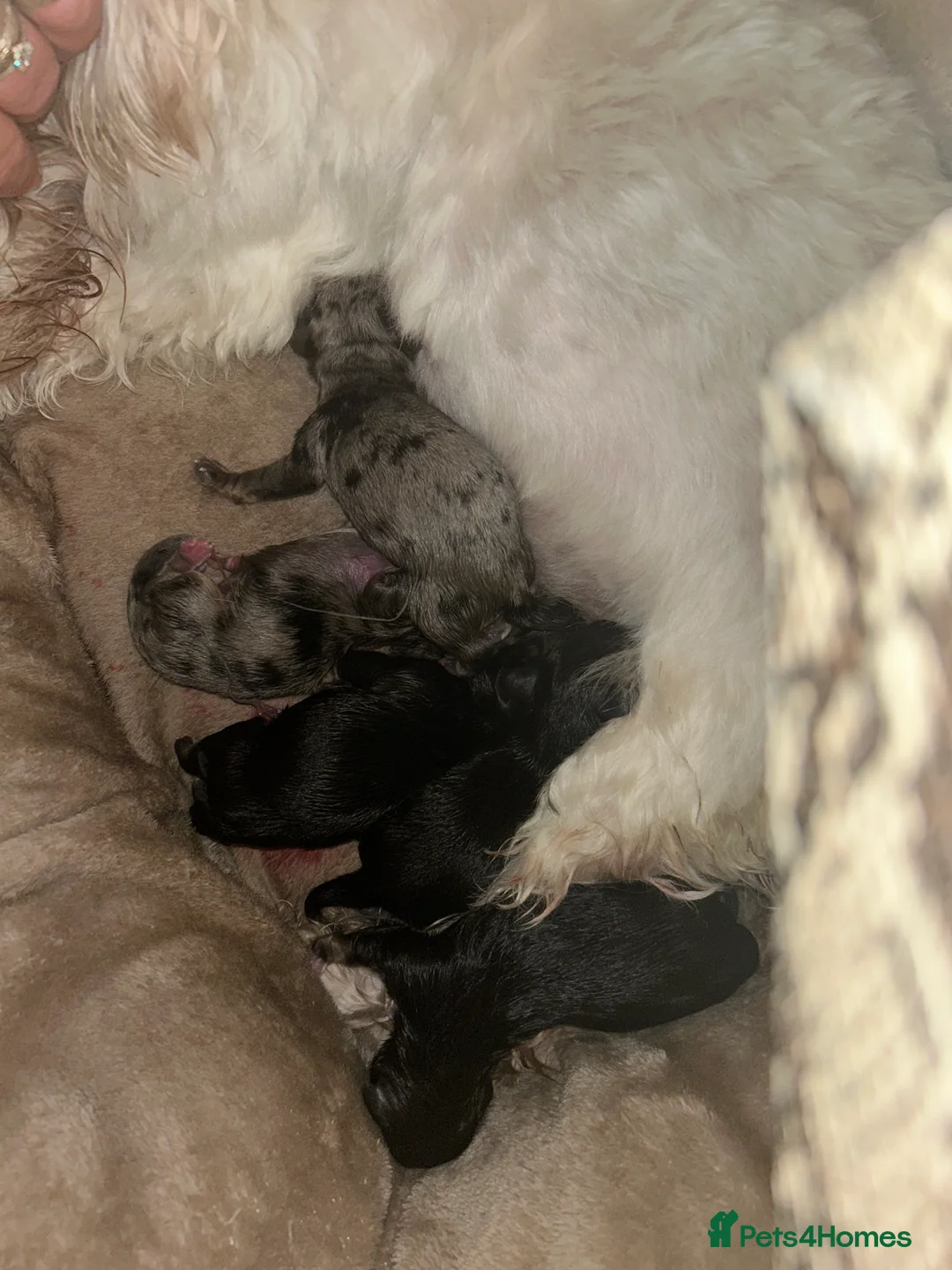 Mixed Breed dogs for sale: 5 beautiful Mauxie for sale  - Advert 2