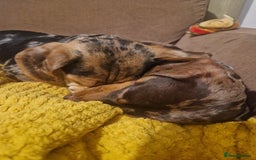 Dachshund dogs for stud: * STUD* Gorgeous daple dachshund  - Image 7