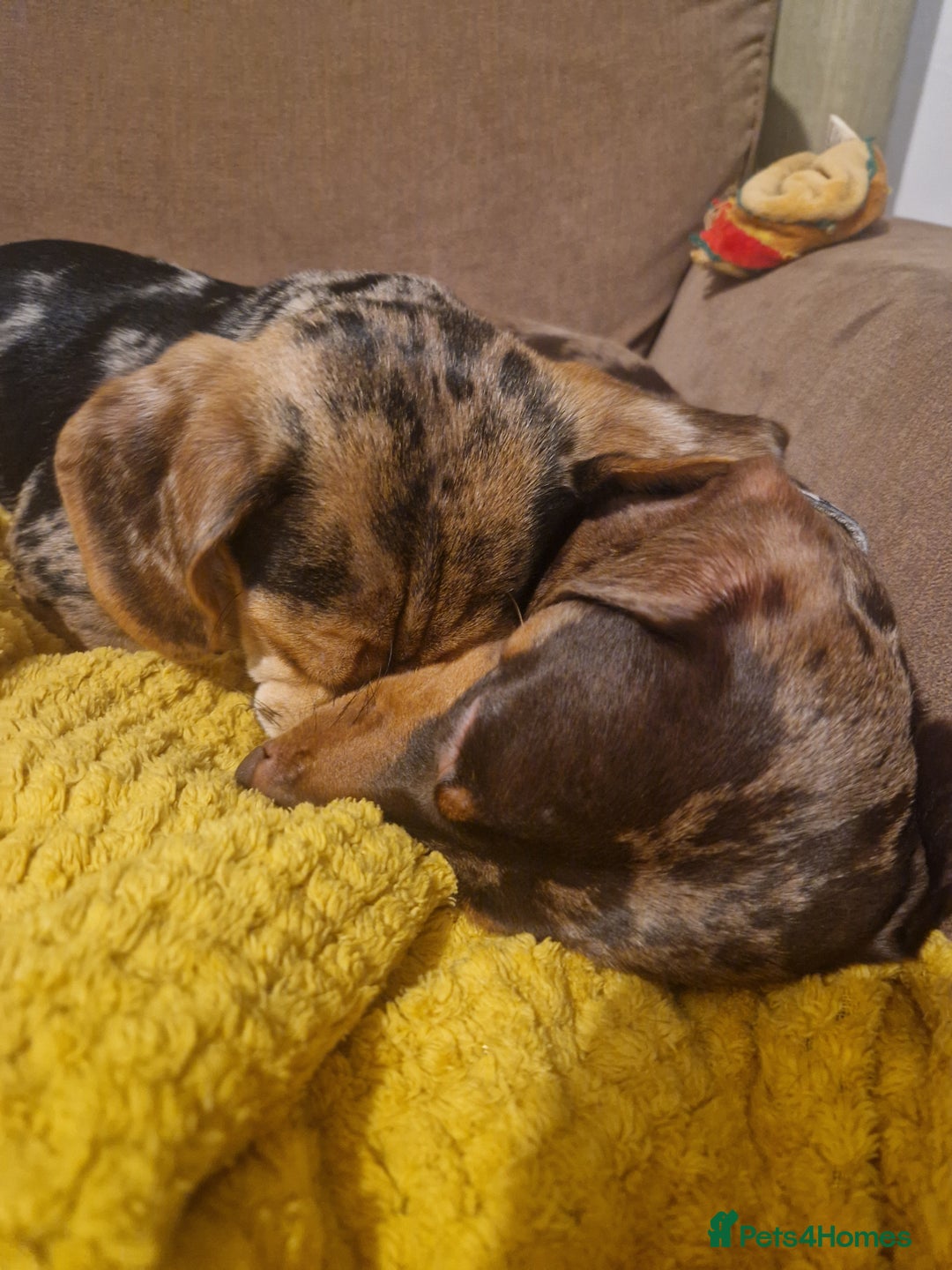 Dachshund dogs for stud: * STUD* Gorgeous daple dachshund  - Image 7