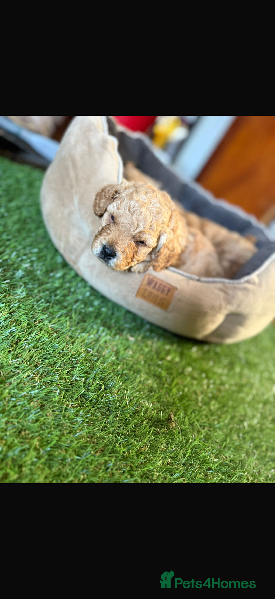 Cavapoo dogs for sale: 1 F2 Cavapoo Puppy Available–Ready for Loving Home - Image 11