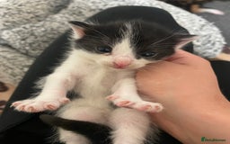 Domestic Shorthair cats for sale: Beautiful kittens  - Image 12