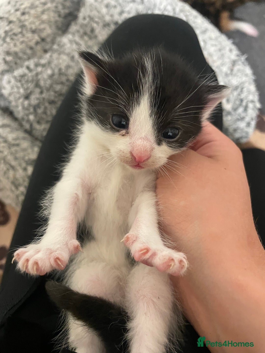 Domestic Shorthair cats for sale: Beautiful kittens  - Image 12