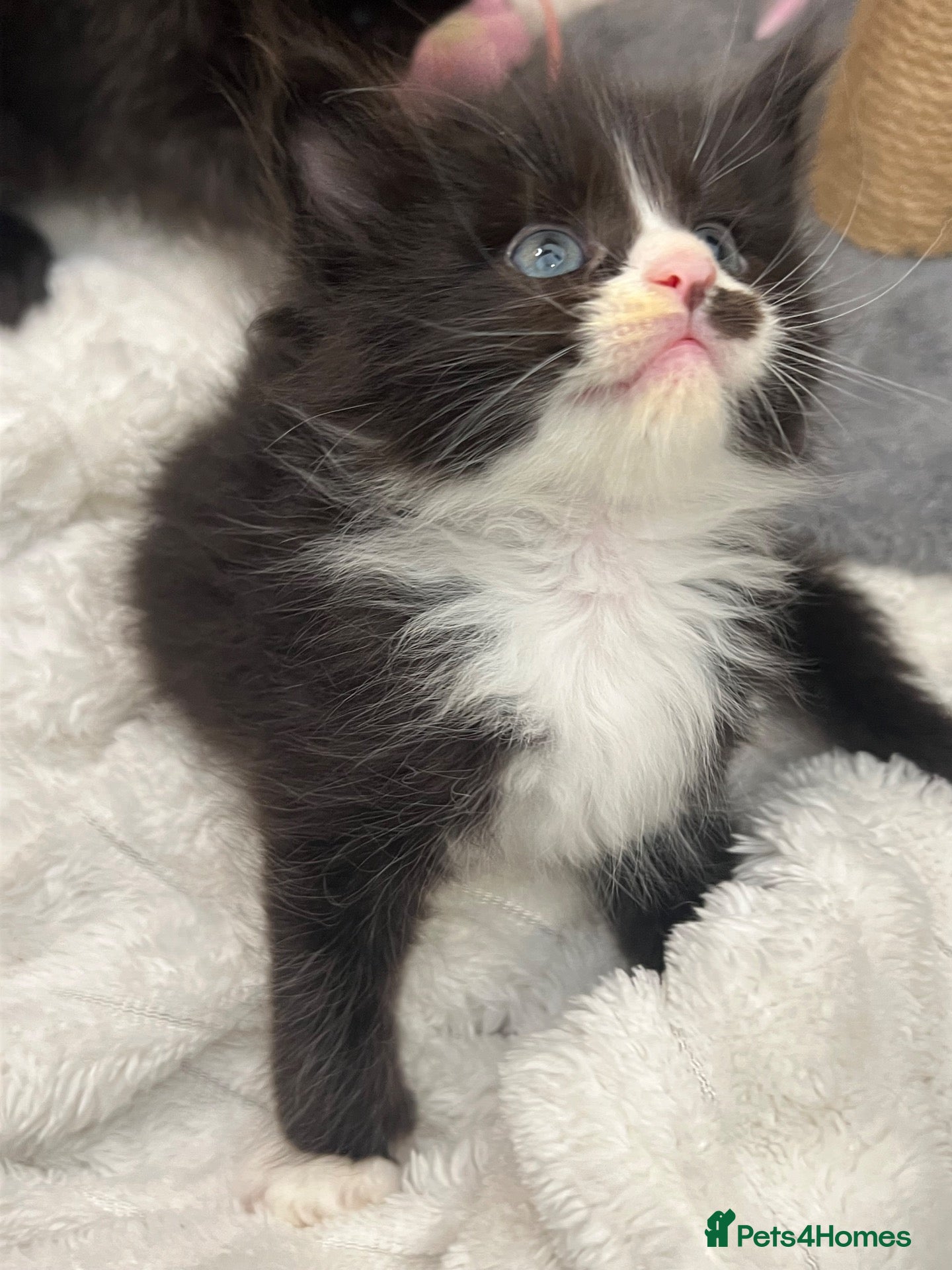 Maine Coon cats 🐾 Fluffy Maine coon dad is registered 🐾 - Advert 2