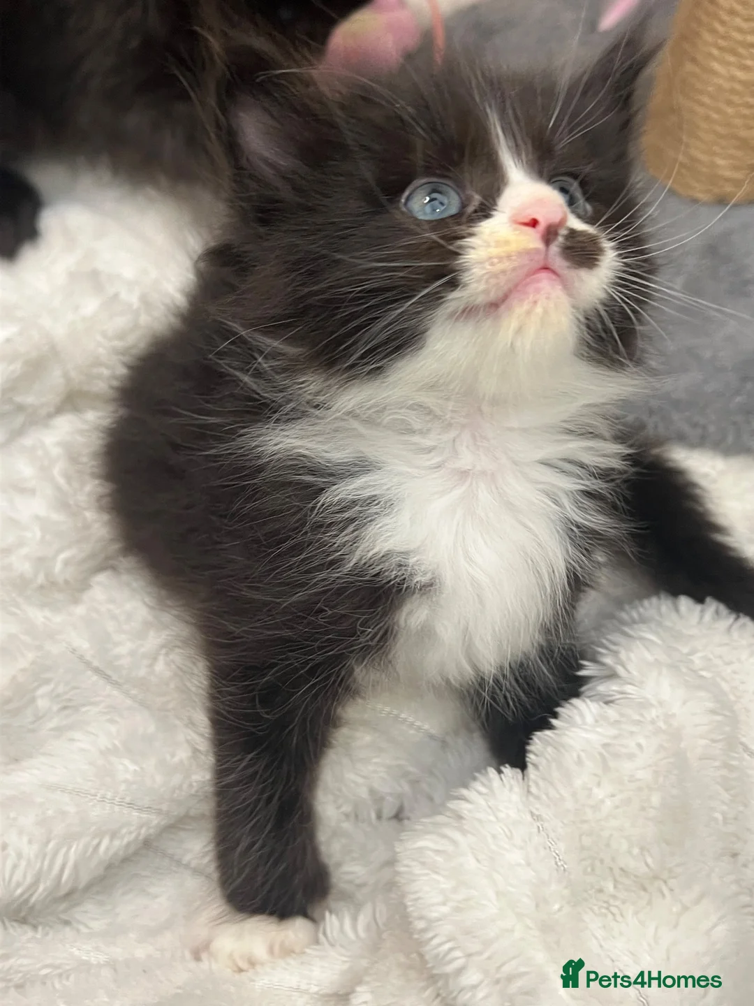 Maine Coon cats for sale: 🐾 Fluffy Maine coon dad is registered 🐾 - Advert 1